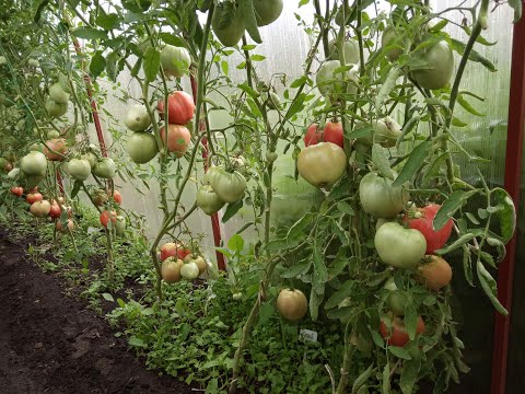 Лучшие сорта томатов на 2021 год: характеристики, описание и фото