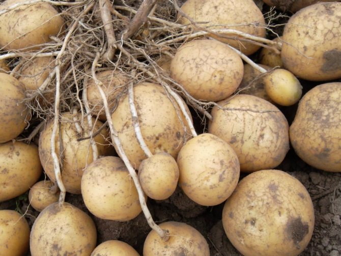 Урожайный и вкусный картофель голубизна: описание сорта, агротехника, отзывы