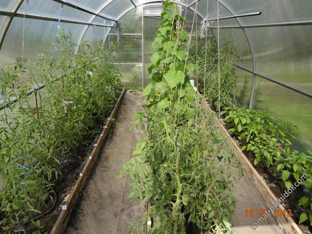 Выращивание огурцов и помидор в одной теплице
