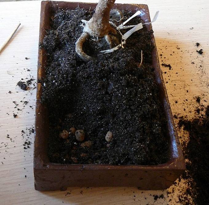 Как в домашних условиях выращивать бонсай из семян: как посадить и вырастить дерево, какие семечки можно проращивать и сажать, правила посадки и пошаговый уход