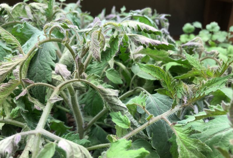 Почему помидоры в теплице скручивают листья и как решить эту проблему