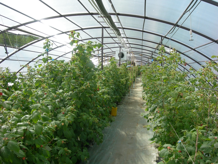 Как вырастить овощи в теплице? | cельхозпортал