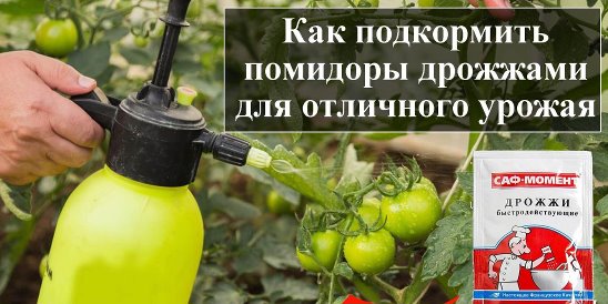 Подкормка помидоров в теплице — щедрый урожай теперь не проблема!