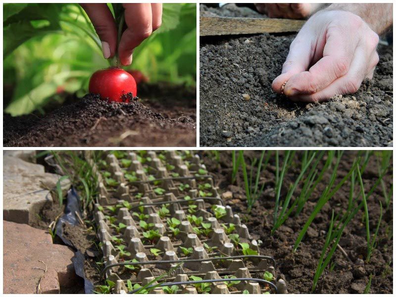 Выращивание редиса в теплице и в открытом грунте, в том числе на продажу: когда нужно сеять семена для получения корнеплодов, каких сортов, агротехника посадки зимой