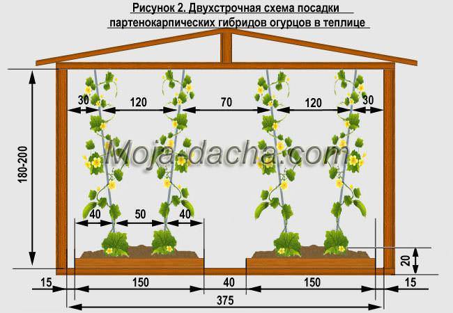 Схема посадки томатов в шахматном порядке в теплице