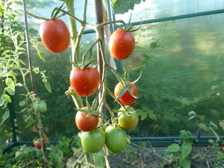 Плодотворное выращивание помидор в теплице: 4 отличия сортов