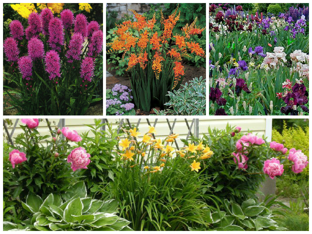 О выборе долгоцветущих многолетних цветов для сада — неприхотливые виды