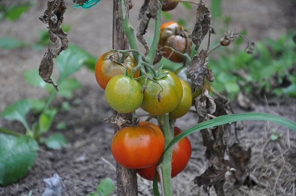 Почему чернеют помидоры на кусту и что делать?
