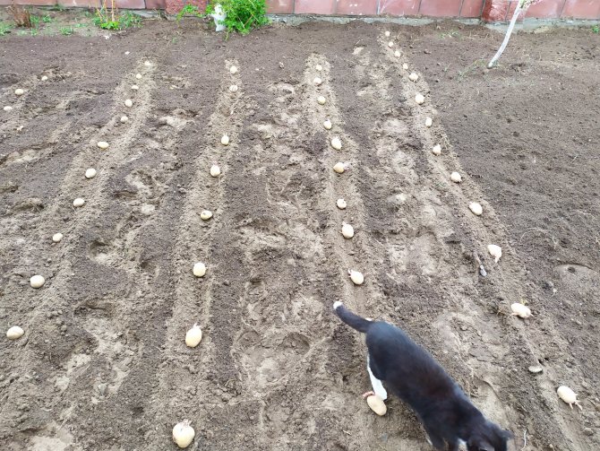 Проращивание картофеля перед посадкой: сроки, способы
