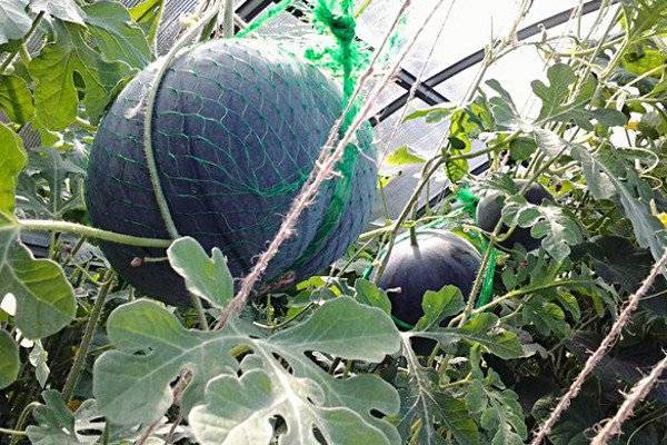 Как вырастить арбуз в теплице: новости, арбуз, дача, парник, урожай, советы, сад и огород