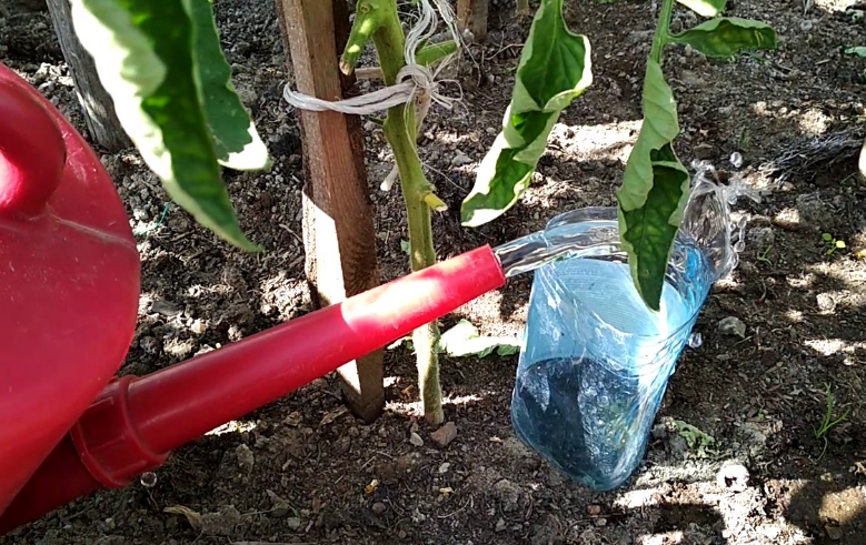 Как правильно поливать помидоры в теплице из поликарбоната чтобы лучше росли