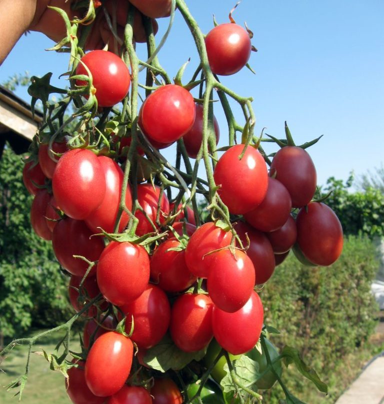 15 лучших сортов помидоров для теплиц