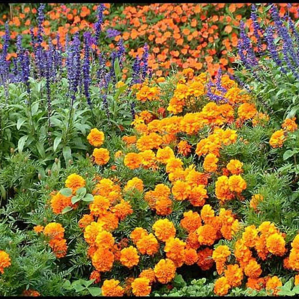 Цветы в саду названия и огороде многолетние фото и названия