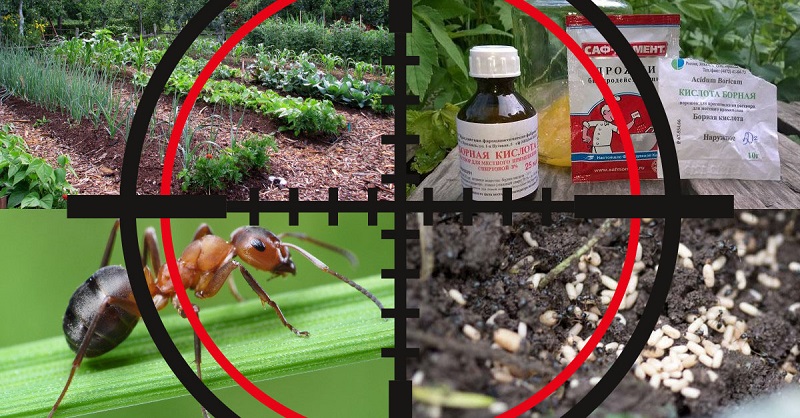 Как избавиться от муравьев навсегда в огороде, на даче, на участке, в доме: самые эффективные народные и химические средства