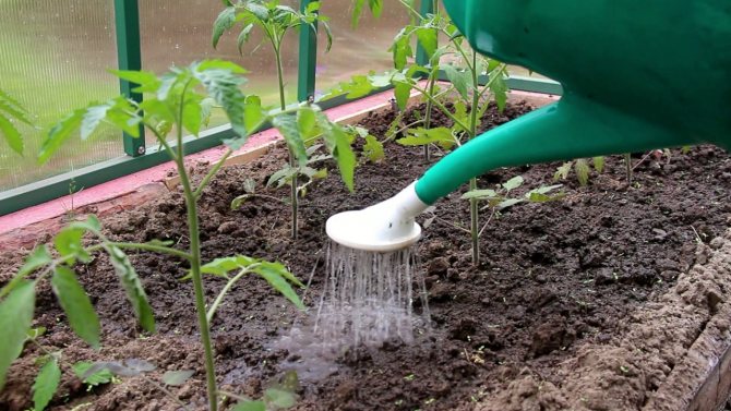 Как правильно поливать помидоры в теплице из поликарбоната