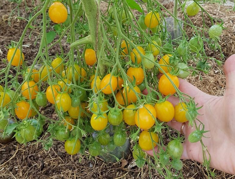 Лучшие сорта томатов на 2021 год для теплиц в подмосковье: советы по выбору помидоров, особенности выращивания, наименования и описания сортов