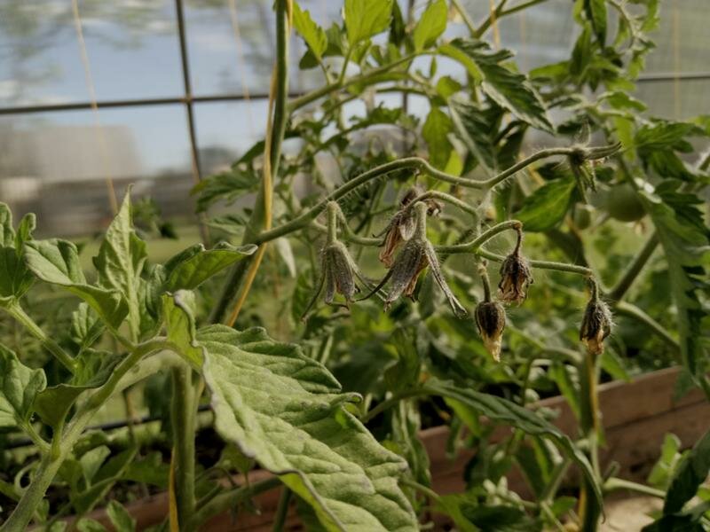 Почему не цветут помидоры: основные проблемы при выращивании томатов и возможные причины отсутствия первоцвета (100 фото и видео)