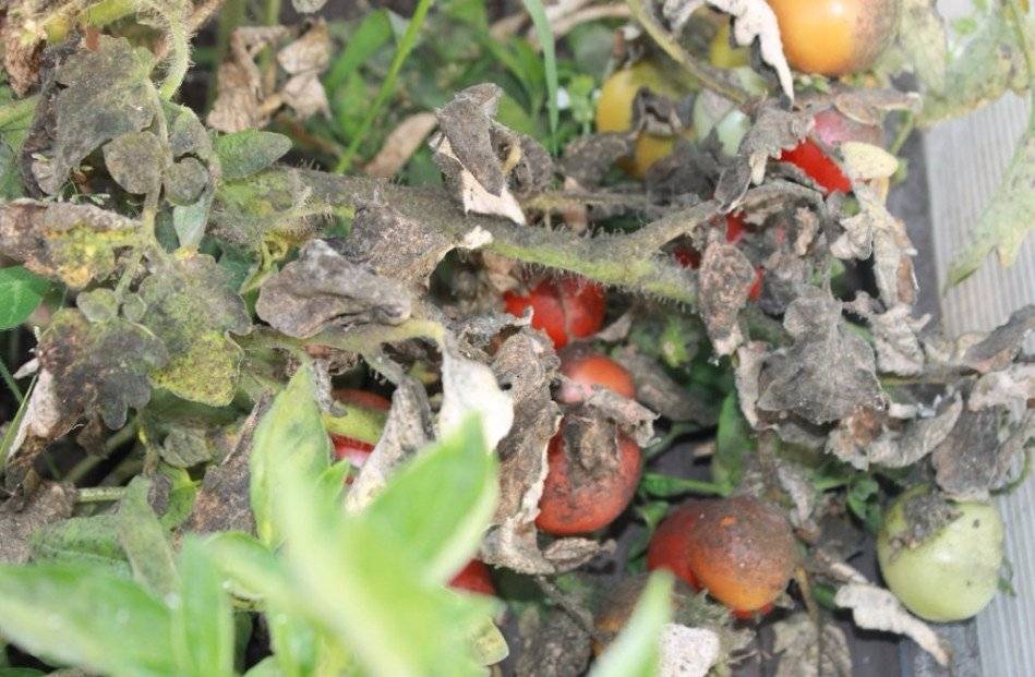 Белокрылка на томатах в теплице: как избавиться, методы борьбы, профилактика