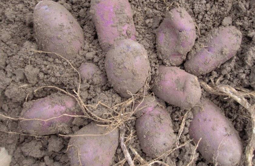 Описание и правила выращивания сорта картофеля лапоть + фото