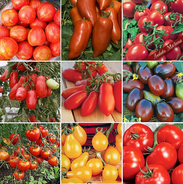 Самые урожайные сорта томатов для теплицы - характеристики, описание и фото