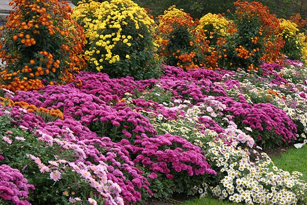 Хризантема кустовая (садовая): посадка и уход, особенности выращивания и размножения