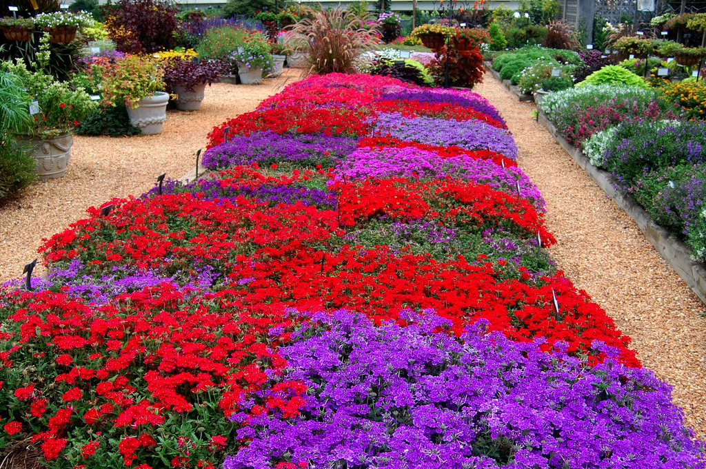 Садовые однолетние цветы для дачи – выбираем посадки для клумб и вазонов + фото, видео