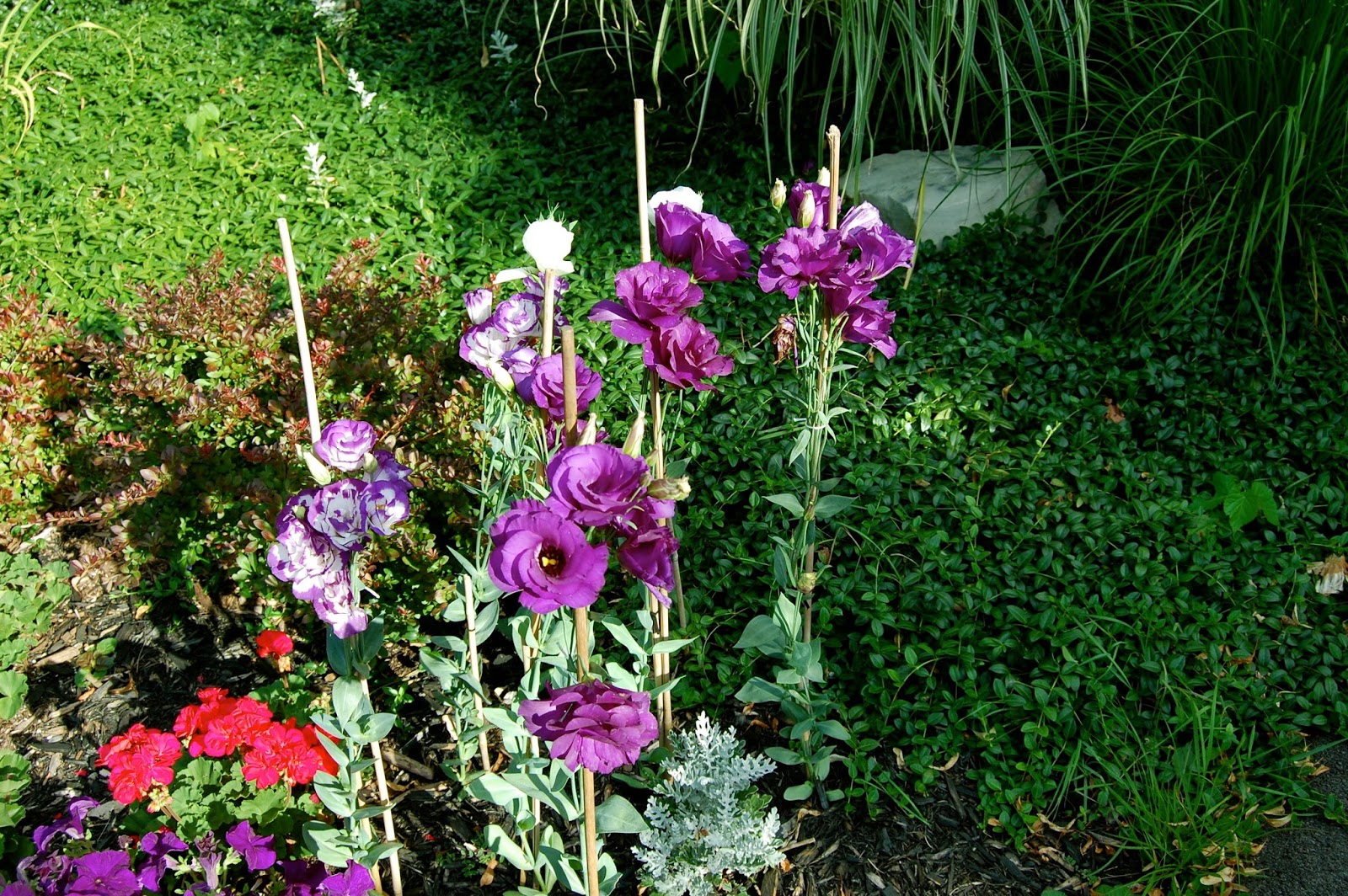 эустома фото цветов на клумбе садовая