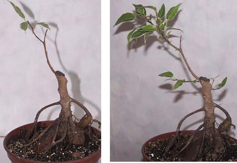 Фикус микрокарпа: как выращивать и размножать растение