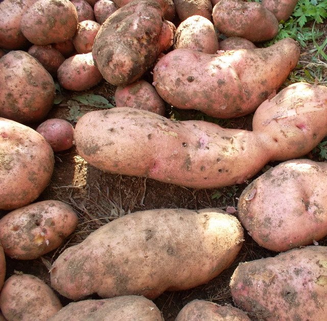 Картофель в Сибири: лучшие сорта и советы по выращиванию