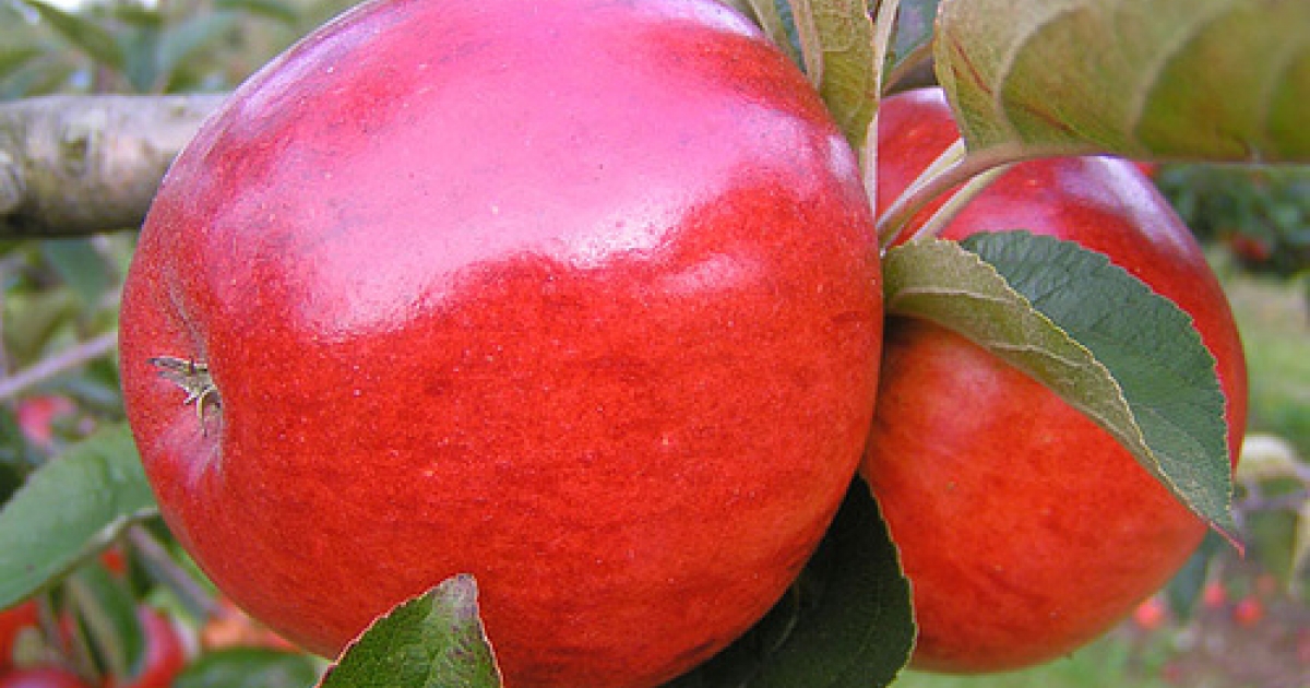 Сорт яблони хани крисп фото и описание сорта