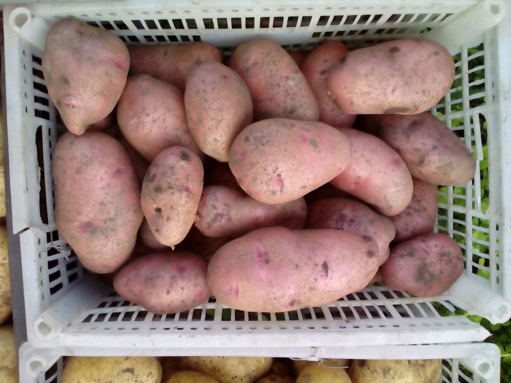 Лучшие сорта картофеля для сибири: описание и особенности выращивания, фото