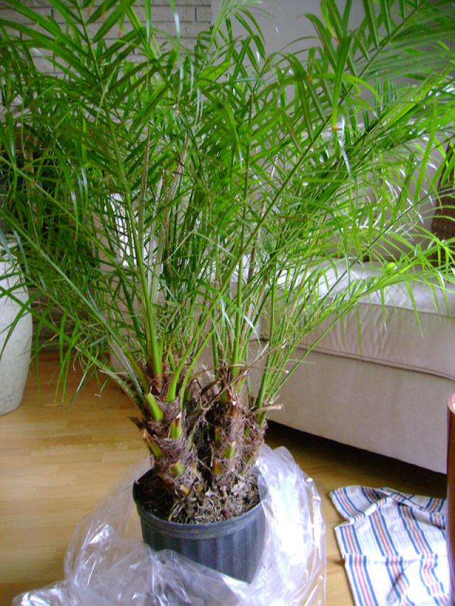 Финиковая пальма из косточки: тонкости выращивания