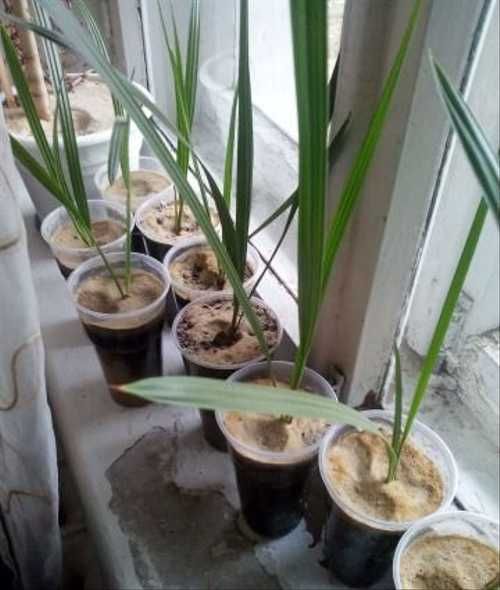 Вырастет ли финиковая пальма в домашних условиях из косточки? финиковая пальма: выращивание и уход