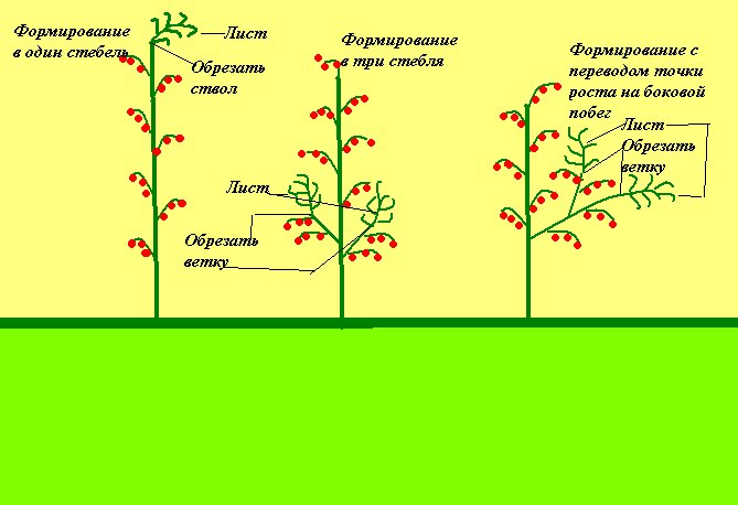 Обрезка помидоров в теплице схема при цветении