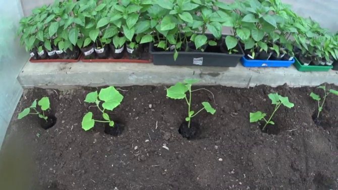 Высадка рассады томатов в теплицу в 2021 году: сроки, правила, подготовка