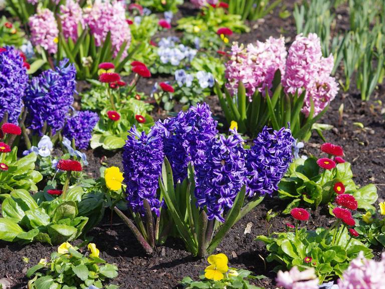 Какие садовые многолетники цветут в первый год | сад и огород