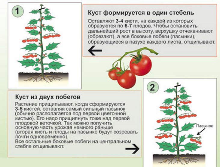 Схема обрезки томата