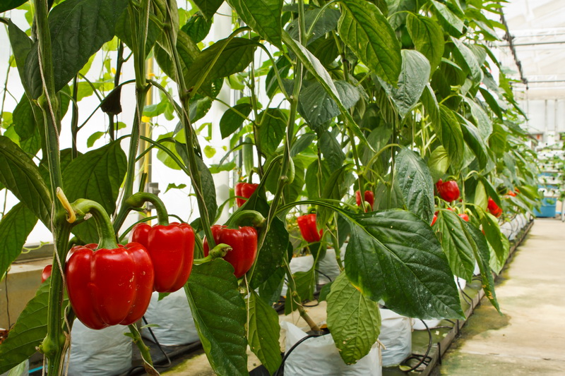 Как правильно выращивать болгарский перец в теплице: посадка и уход за растением