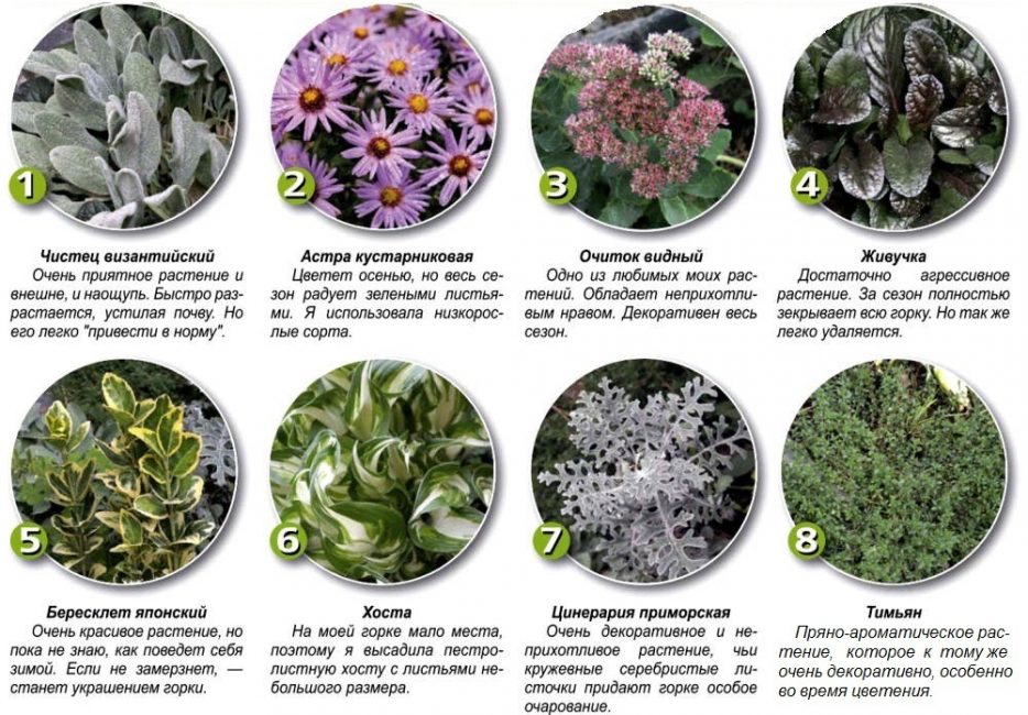 Растения для альпийской горки: названия, описание, фото