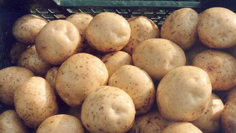 ᐉ сорта картофеля для центрального региона: список - roza-zanoza.ru