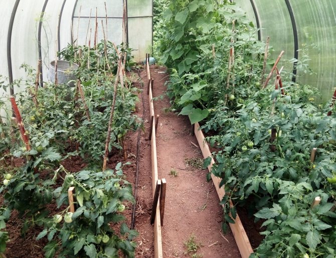 Можно ли сажать в одной теплице помидоры, перцы, баклажаны и другие овощи | растет огород