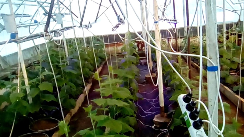 Выращивание огурцов в теплице из поликарбоната, зимой и летом: особенности и технология (фото & видео) +отзывы