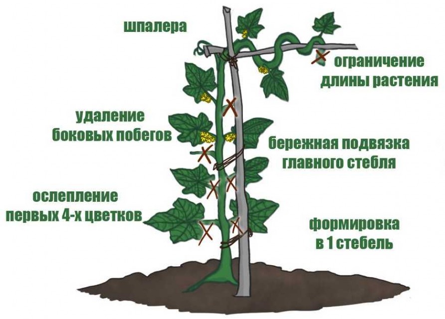 Пасынкование огурцов в парнике схема