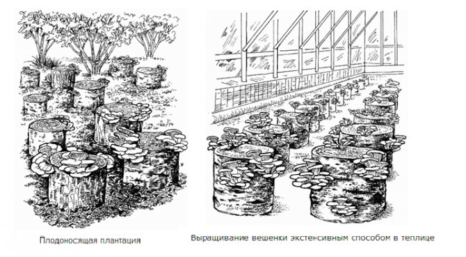 ᐉ как вырастить грибы из мицелия в домашних условиях - godacha.ru