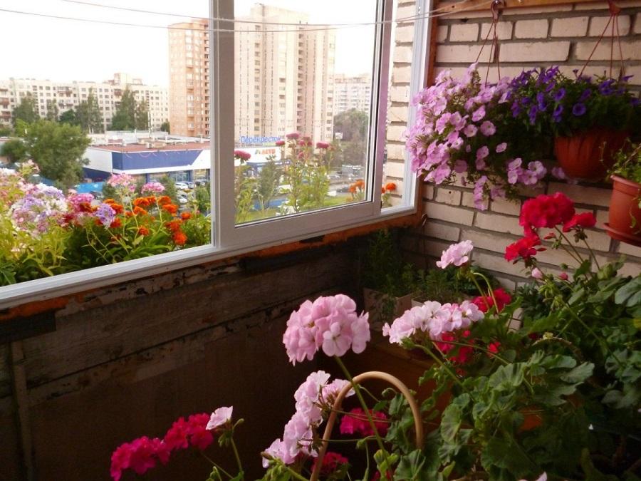 Выращивание цветов на балконе — радость себе и соседям