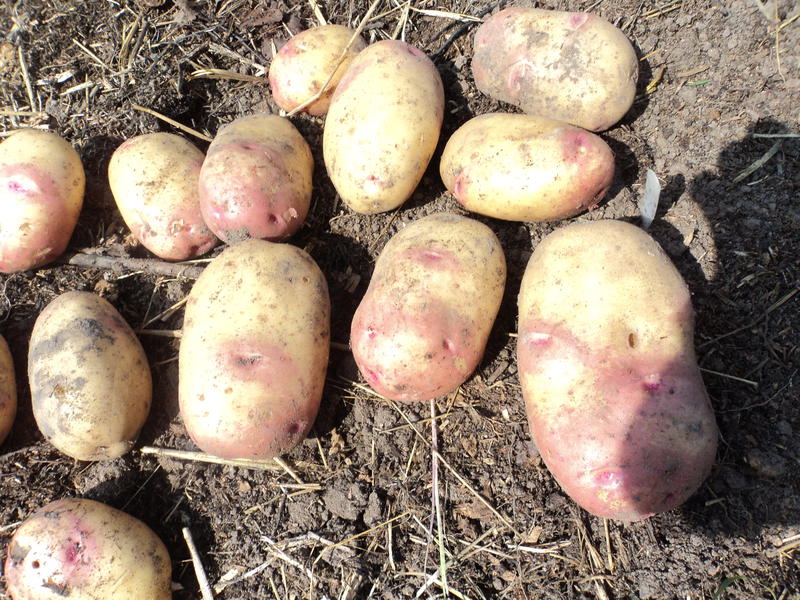 Лучшие сорта картофеля для выращивания на урале: вкусные, урожайные, ранние, средние, поздние, их описание, характеристика, фото