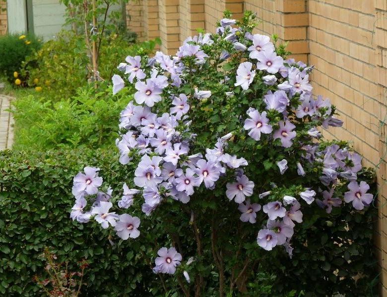 О цветке садовом гибискус (китайская роза): уличный уход за растением