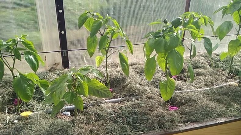Выращивание перца в теплице из поликарбоната: посадка рассады, фото — как сажать перец в теплице из поликарбоната