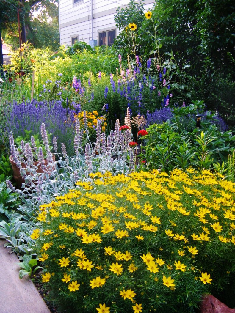 Гид по многообразию многолетних цветов для сада: рекомендации по выбору