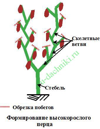 Пасынкование перца схема